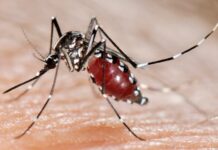 Arbovirosi in Veneto, il primo bollettino: situazione sotto controllo, ma non abbassare la guardia arbovirosi in Veneto situazione