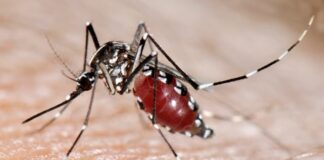 Arbovirosi in Veneto, il primo bollettino: situazione sotto controllo, ma non abbassare la guardia arbovirosi in Veneto situazione