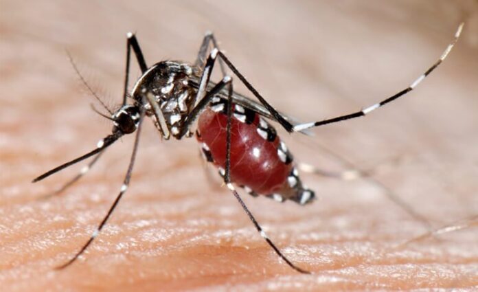 Aedes_ape-770x470-1 arbovirosi in Veneto situazione