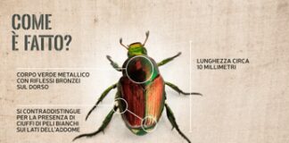 Allarme scarabeo giapponese, ha colpito Piemonte e Lombardia: perché è una minaccia
