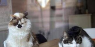 Aviaria, gatti salvati con antivirale e mix cure: studio su 4 contagi in California