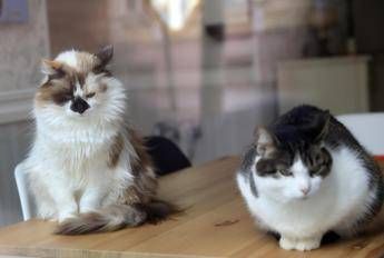 Aviaria, gatti salvati con antivirale e mix cure: studio su 4 contagi in California