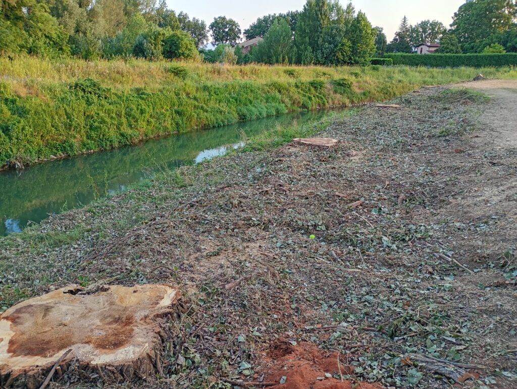 Bacchiglione, alberi abbattuti lungo l'argine destra vicino a Via Monte Zebio