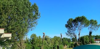 Vicenza, abbattuti 5 grandi alberi su argine destro Bacchiglione. Residenti e Comitato Albera: piantumare magari pioppi chiamati anche “albera” Bacchiglione, alberi troncati o abbattuti all'altezza del Circolo Comunale Tennis di Via Monte Zebio