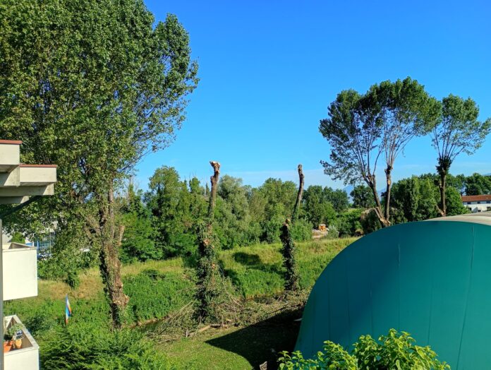 Bacchiglione, alberi troncati o abbattuti all'altezza del Circolo Comunale Tennis di Via Monte Zebio Bacchiglione, alberi troncati o abbattuti all'altezza del Circolo Comunale Tennis di Via Monte Zebio