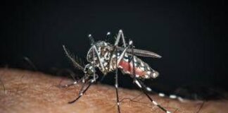 Chikungunya, il ‘caso zero’ nel bolognese è importato: nessuna infezione autoctona