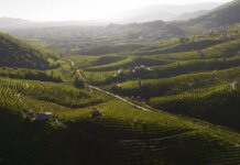 Caporalato in Veneto, Zanoni (AVS): “Una vergogna tra i filari del Prosecco. Via gli incentivi a chi che sfrutta i lavoratori” caporalato in veneto, no incentivi a chi sfrutta