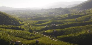 Caporalato in Veneto, Zanoni (AVS): “Una vergogna tra i filari del Prosecco. Via gli incentivi a chi che sfrutta i lavoratori” caporalato in veneto, no incentivi a chi sfrutta