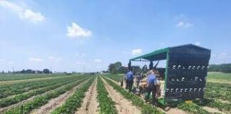 Ferrara, donna muore schiacciata dal trattore in azienda agricola
