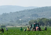 Sossano, morto tra i campi e nell’indifferenza: Michael Tony, vittima di caldo e sfruttamento invisibile. PRC: è un sistema che uccide Michael Tony, morto a Sossano in un campo di mais (foto di repertorio)