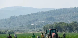 Sossano, morto tra i campi e nell’indifferenza: Michael Tony, vittima di caldo e sfruttamento invisibile. PRC: è un sistema che uccide Michael Tony, morto a Sossano in un campo di mais (foto di repertorio)