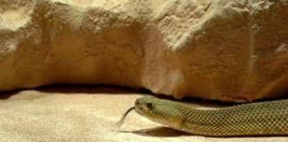 Morsi di serpente, il vademecum per chi sceglie viaggi esotici
