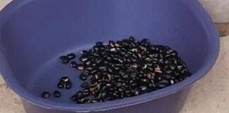 Mucuna Pruriens, tutti i benefici del legume tropicale utilizzato anche per il Parkinson