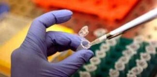 Nobel medicina, Iannacone: “Tante pagine da scrivere, le più belle saranno le terapie”