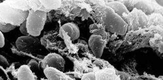 Ricerca, Scorrano (Tor Vergata): “Dal Dna di 1.313 antenati l’evoluzione delle malattie infettive”