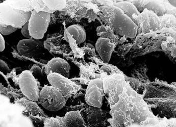 Ricerca, Scorrano (Tor Vergata): “Dal Dna di 1.313 antenati l’evoluzione delle malattie infettive”