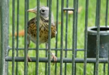 Richiami vivi, il Consiglio regionale del Veneto approva la legge. Frattura netta tra maggioranza e opposizione Richiami vivi