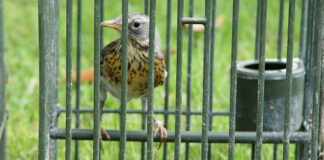 Richiami vivi, il Consiglio regionale del Veneto approva la legge. Frattura netta tra maggioranza e opposizione Richiami vivi