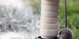 Uva Glera trappola per i topi “beoni” a Treviso vicino ai vigneti del Prosecco? Razzolini (FdI): “ma non confondiamo uva col vino” Anche acini di Glera tra le trappole per topi