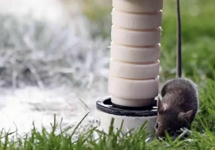 Anche acini di Glera tra le trappole per topi Anche acini di Glera tra le trappole per topi