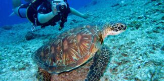 Dalla Regione Sardegna 430.000 euro per la fauna marina nel 2025
