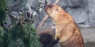 Troppo caldo in Svizzera, le marmotte traslocano più in alto (ma non troppo)