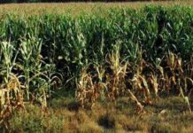 Vicenza, bracciante agricolo trovato morto in un campo di mais a Sossano