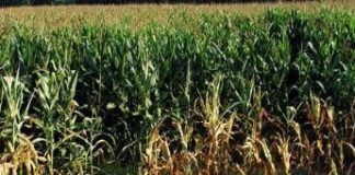 Vicenza, bracciante agricolo trovato morto in un campo di mais a Sossano