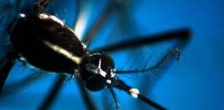 West Nile, 8 casi in Campania: 4 sono in rianimazione