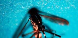 West Nile, altri due casi sospetti a Latina: verifiche in corso