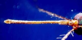 West Nile, nel Lazio decima vittima e 17 nuovi casi