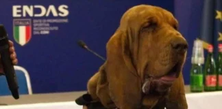 Bruno, cane eroe ucciso con boccone pieno di chiodi bruno cane