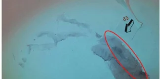 Caso Garlasco, procura mette la parola fine su impronta 33: non c’è sangue garlasco