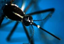 West Nile, quarta vittima in Campania: muore un 73enne west nile campania