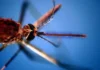 Vicenza, rilevato caso di Chikungunya: donna di ritorno da un viaggio è in isolamento a casa west nile Chikungunya vicenza