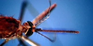 West Nile, seconda vittima nel Lazio: era ricoverato allo Spallanzani west nile