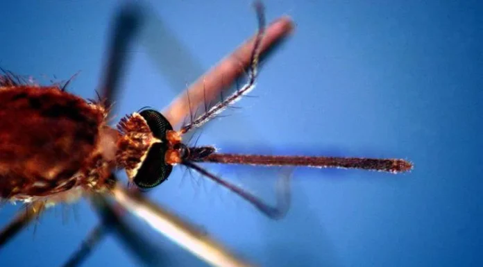 Vicenza, rilevato caso di Chikungunya: donna di ritorno da un viaggio è in isolamento a casa west nile Chikungunya vicenza