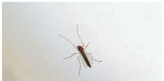 Quinta vittima di West Nile nel Lazio, muore un settantasettenne