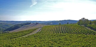 Agea, ad agosto erogati oltre 141 milioni alle imprese agricole