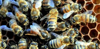 La Regione Veneto apre il bando per i contributi per il settore apicoltura, Caner “Presidio ecologico insostituibile”