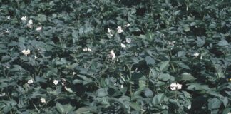 Emergenza fitosanitaria in Veneto, nuovi focolai di organismi nocivi. Caner: “La Regione metterà in campo tutte le misure necessarie”