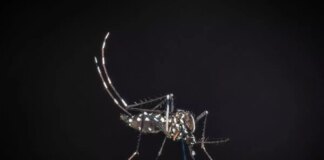 Nona vittima di West Nile nel Lazio, muore un ottantacinquenne a Latina
