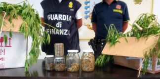 Chieti, 20 chili di marijuana nascosti tra la vegetazione
