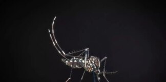 Iss, salgono a 275 i casi confermati di West Nile in Italia. 19 decessi