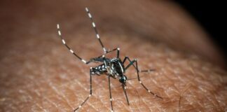 In Italia 351 casi di West Nile, 22 i decessi