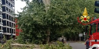 A Milano un ramo di un albero cade su un Van, nessun ferito
