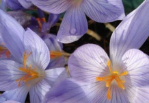 Bulbi da fiore autunnali: come preparare il giardino per una primavera spettacolare Bulbi da fiore, Crocus speciosus conqueror