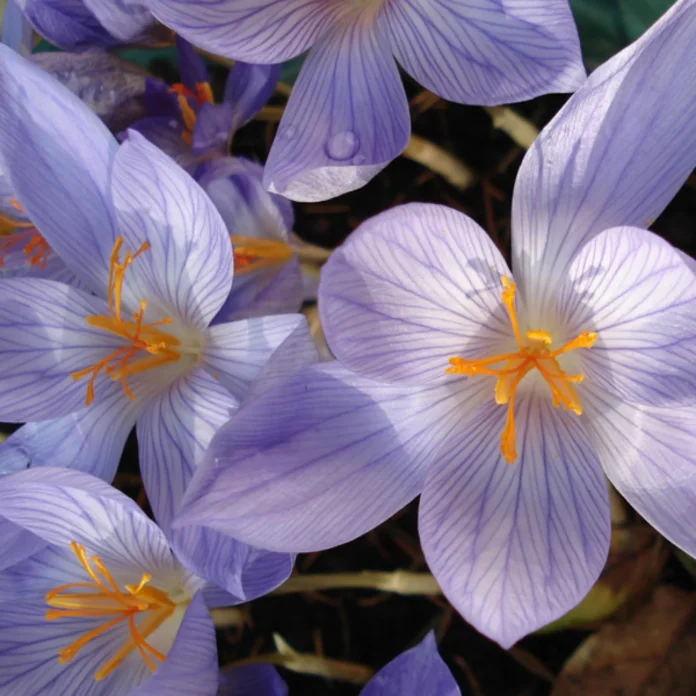Bulbi da fiore, Crocus speciosus conqueror Bulbi da fiore, Crocus speciosus conqueror