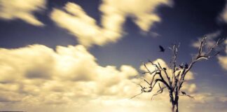 Luglio 2025 è il terzo più caldo, stop a serie record Caldo e siccità