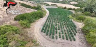 Scoperta una piantagione di marijuana a Oristano, 8 arresti